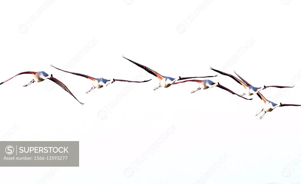 Great Flamingo (Phoenicopterus roseus), flight