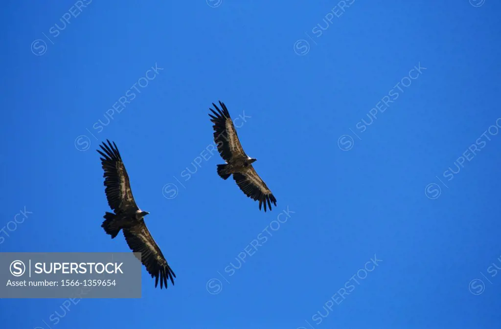 Couple of Griffon vultures (Gyps fulvus) flying, Santa Cilia de Jaca, Aragon, Spain.