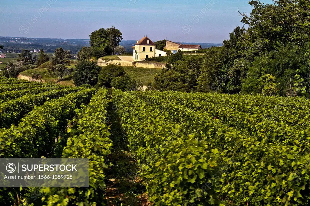 Vineyard of Saint-Emilion, Gironde, France, Europe.