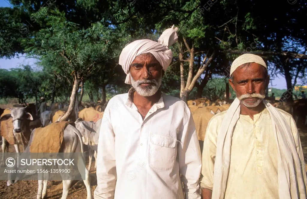 Rajasthani cattle farmers, Osian, Rajasthan, India.