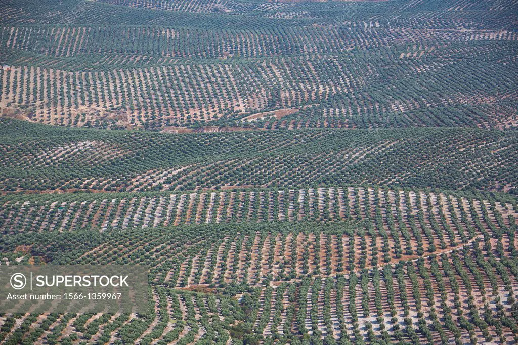 Spain , Andalucia Region, Jaen Province, Olive trees fields near Ubeda City.