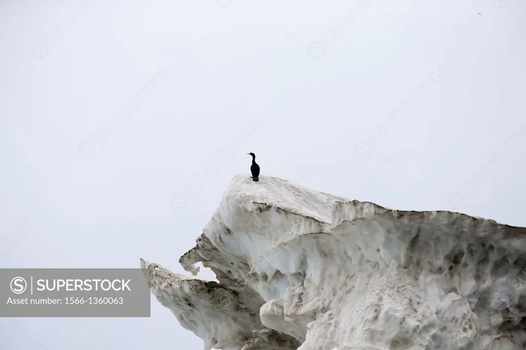 Russia , Chukotka autonomous district , Herald Island , Pack ice , Pelagic cormorant ( Phalacrocorax pelagicus ).