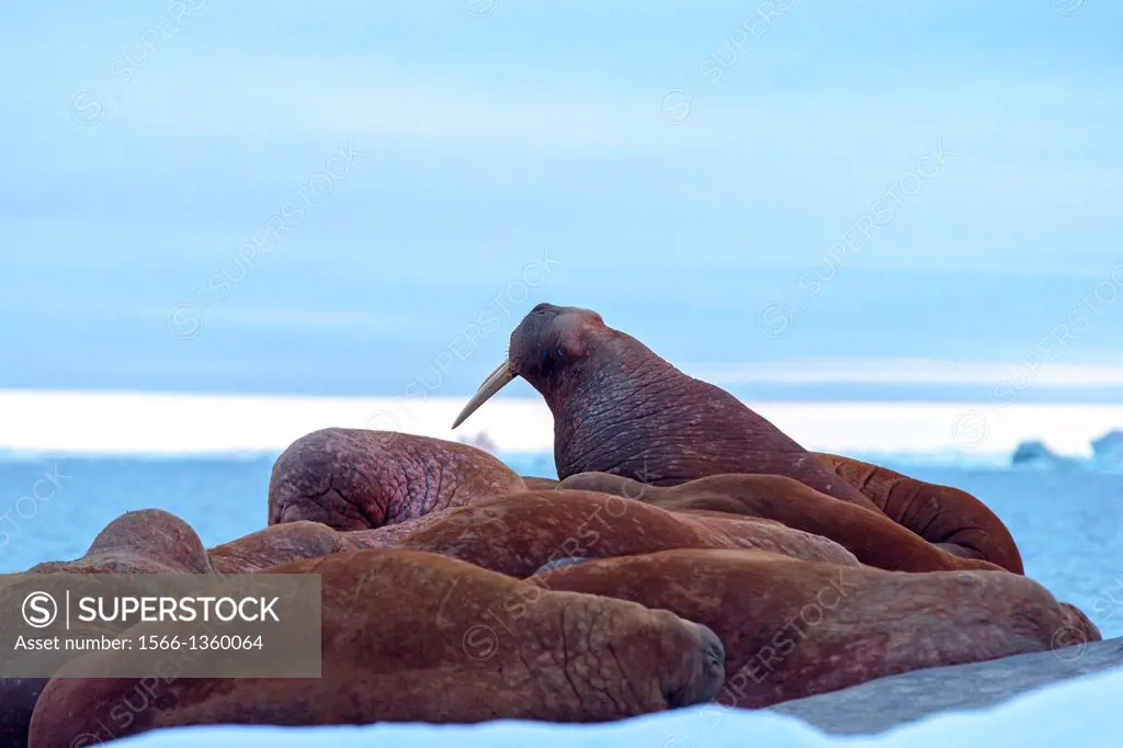 Russia , Chukotka autonomous district , Wrangel island , Pack ice , Pacific walrus ( Odobenus rosmarus divergens ) , resting on ice floe.