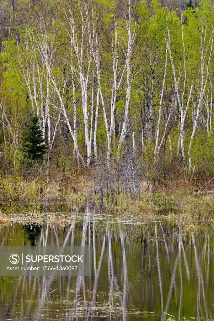 Spring foliage reflected in a beaver pond, Greater Sudbury , Ontario, Canada.