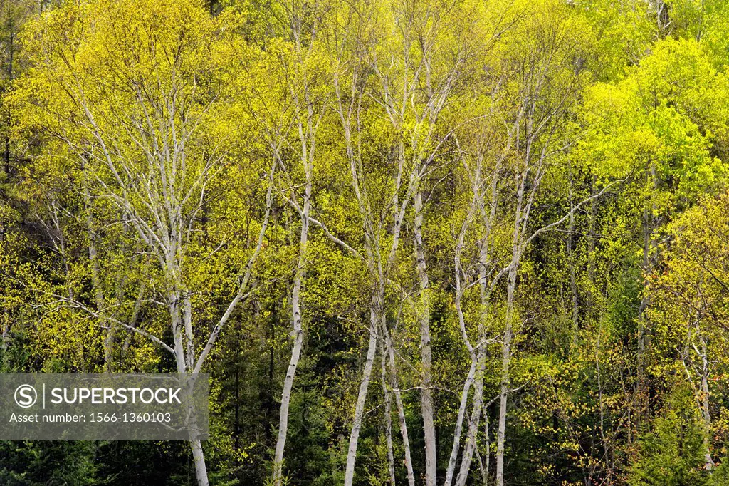 Birch trees with fresh spring foliage, Greater Sudbury (Lively), Ontario, Canada.