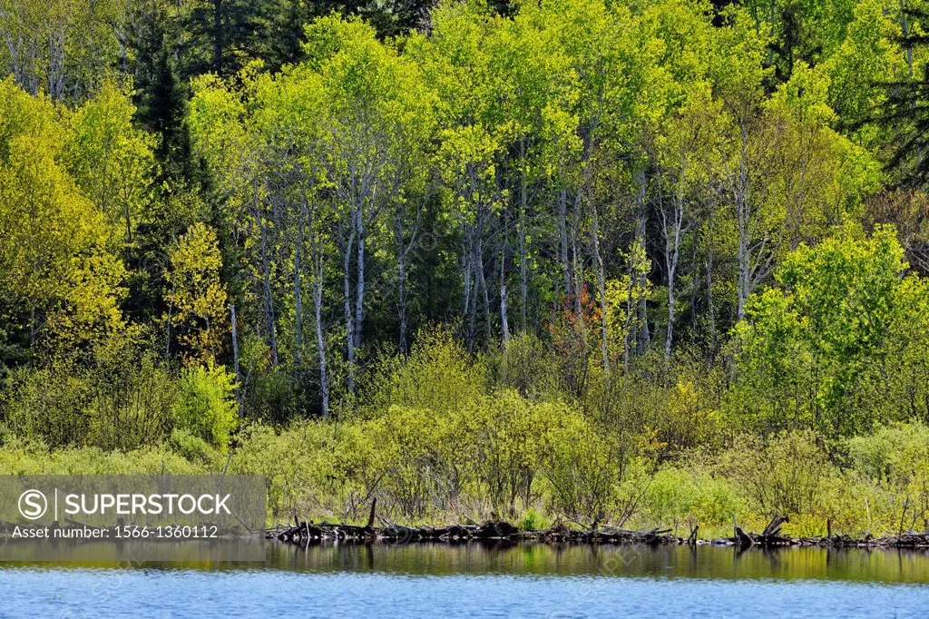 Spring foliage reflected in a beaver pond, Greater Sudbury, Ontario, Canada.