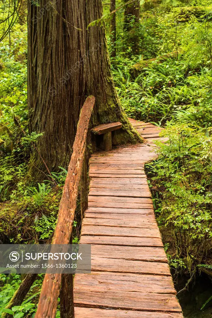 boardwalk in the forest at Cougar Annie's Garden, Hesquiat Peninsula, Vancouver Island, BC, Canada.