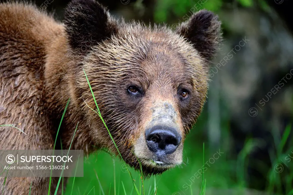 Head portrait of a female grizzly bear (Ursus arctos horribilis), Khutzeymateen Grizzly Bear Sanctuary, British Columbia, Canada, June 2013.