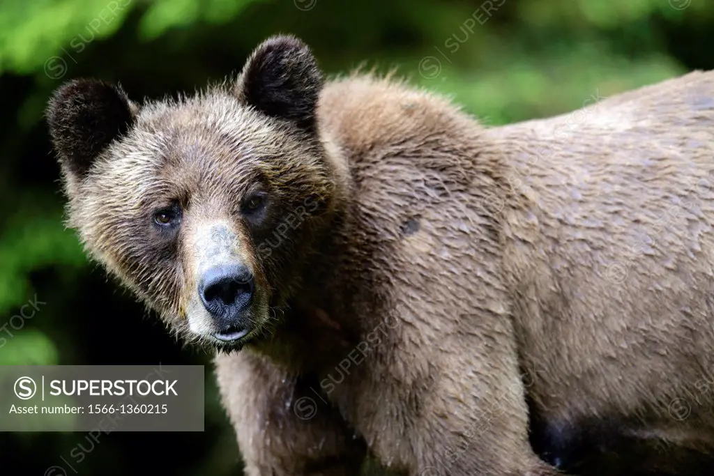 Head portrait of a female grizzly bear (Ursus arctos horribilis), Khutzeymateen Grizzly Bear Sanctuary, British Columbia, Canada, June 2013.