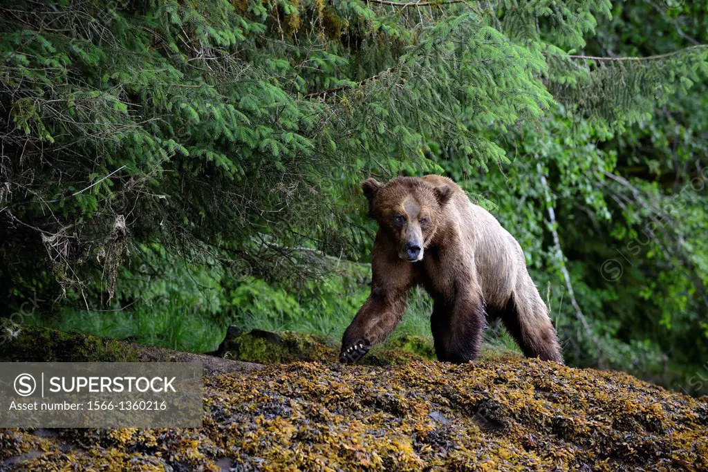 Male grizzly bear walking along the banks of the Khutzeymateen inlet (Ursus arctos horribilis), Khutzeymateen Grizzly Bear Sanctuary, British Columbia...