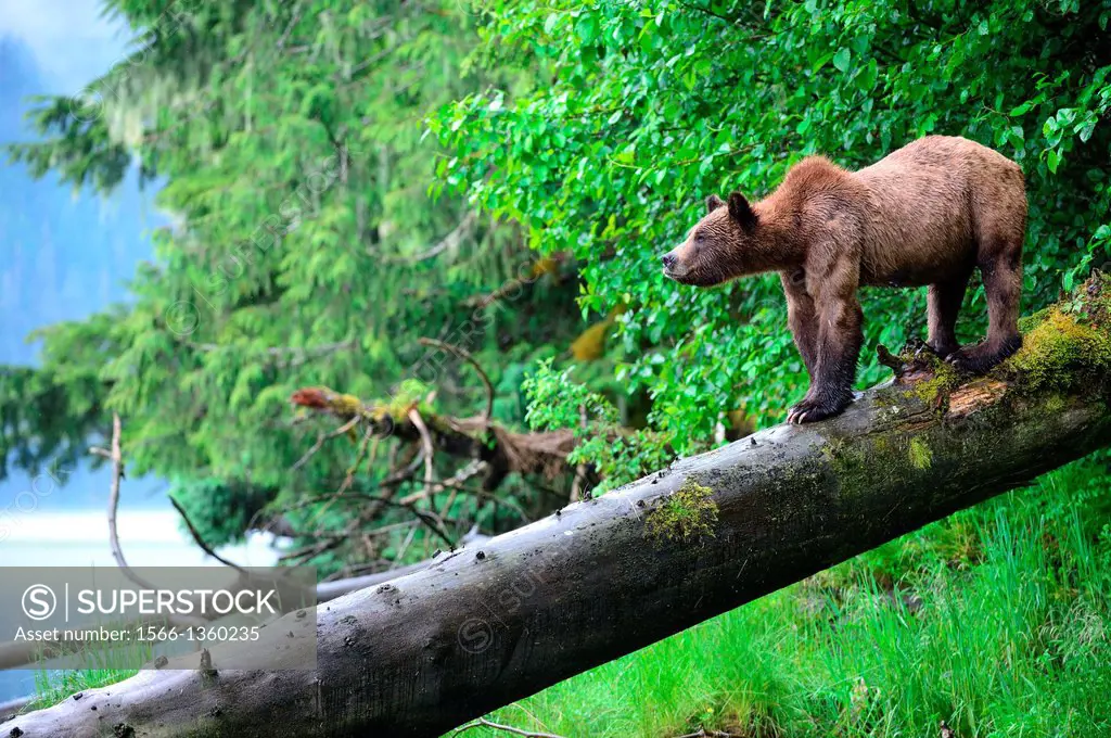 Female grizzly bear (Ursus arctos horribilis) standing on a log, Khutzeymateen Grizzly Bear Sanctuary, British Columbia, Canada, June 2013.