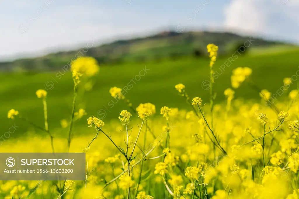 Rapeseed flowers. Orcia Valley, Siena district, Tuscany, Italy.