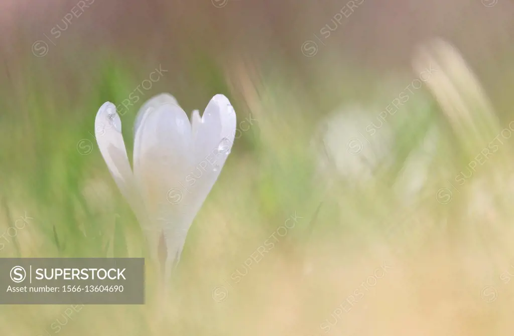 Lombardy, Italy. Crocus Vernus.