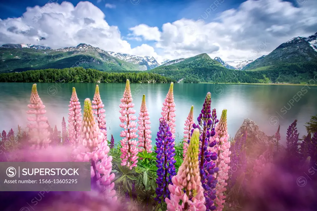Lupins in bloom on the shores of the Lake of Sils shaken by a strong wind.