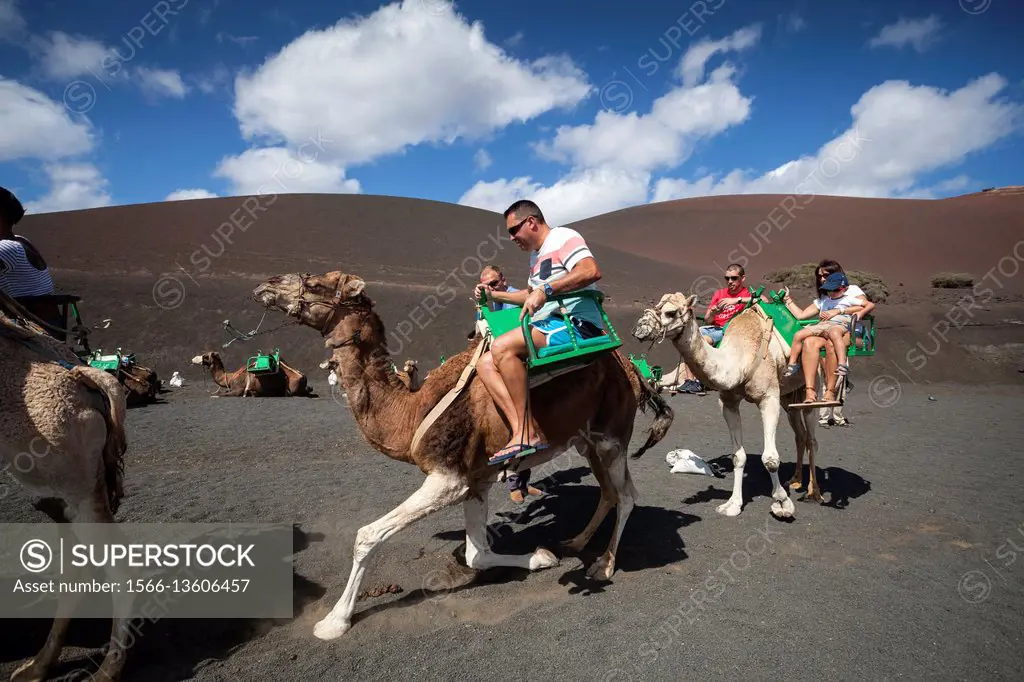Walk to Camel on the slopes of the Mountain of Fire in Timanfaya. It is undoubtedly one of the most well-known tourist attractions on the island of La...