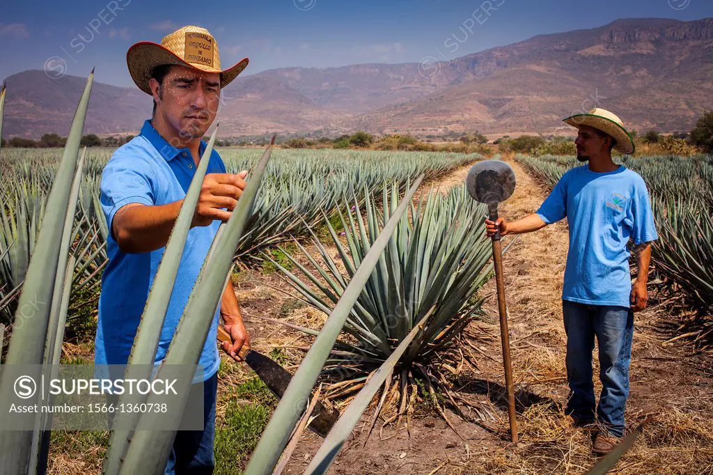 Harvesting Agave (Jima).plantation of blue Agave in Rancho `El Coyote´, Penjamo, Guanajuato, Mexico.