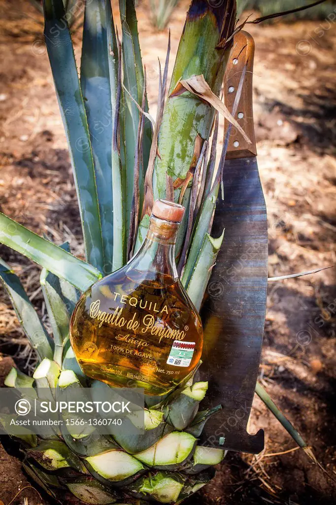 Tequila Orgullo de Penjamo, Penjamo, Guanajuato, Mexico.