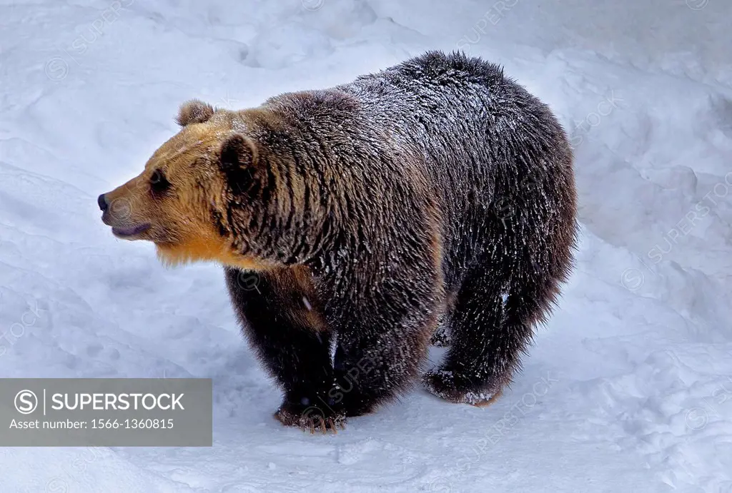 Japanese Brown Bear,Shiretoko National Park,Hokkaido,Japan.