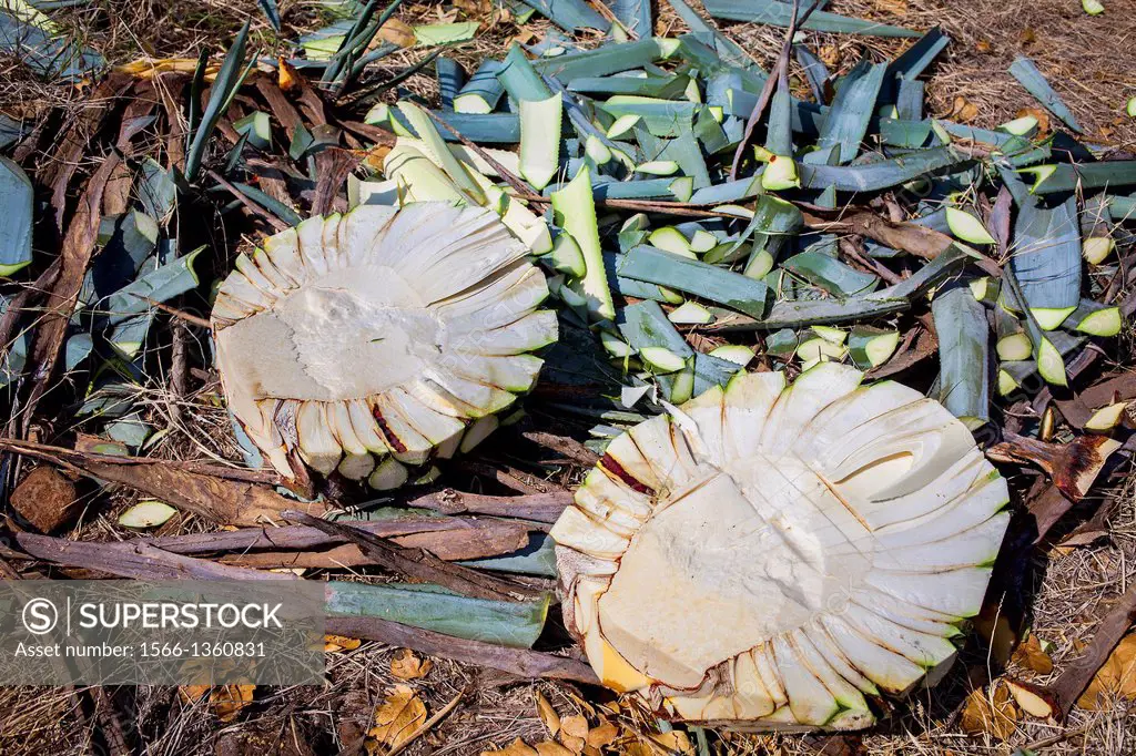 Harvesting Agave. Agave divided into two, plantation of blue Agave in Amatitán valley, near Tequila City,Guadalajara, Jalisco, Mexico.