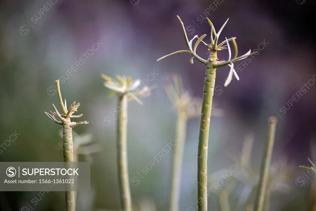Senecio kleinia plant canarian endemism