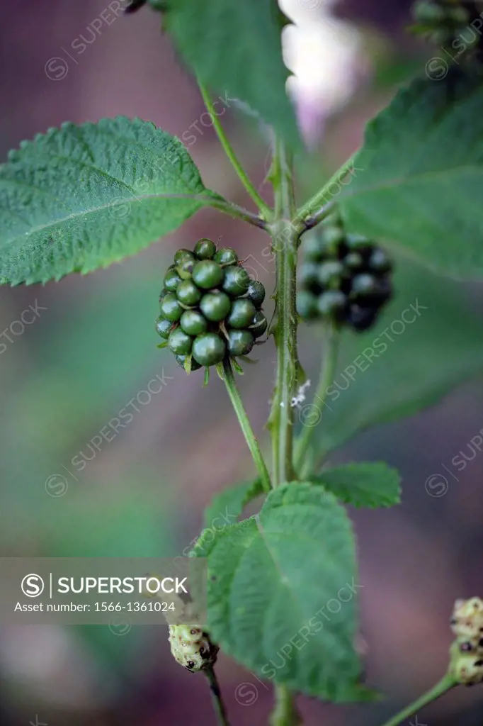 closeup of blackberry bush
