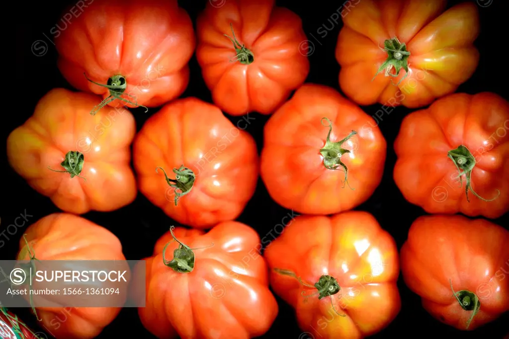 Liguria tomatoes
