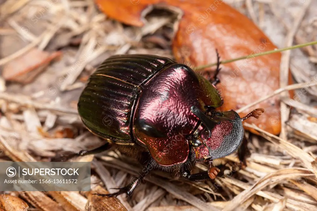 Male Rainbow Scarab beetle (Phanaeus igneus).
