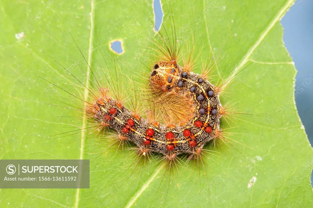 A Gypsy Moth (Lymantria dispar) caterpillar (larva) perches on a partially eaten oak tree leaf.