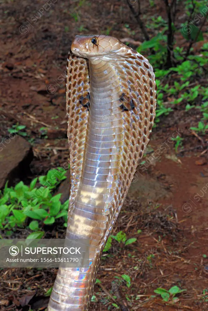 Indian or spectacled cobra (Naja naja) Naja is a genus of venomous elapid snakes. They are the most recognized, and most widespread group of snakes co...
