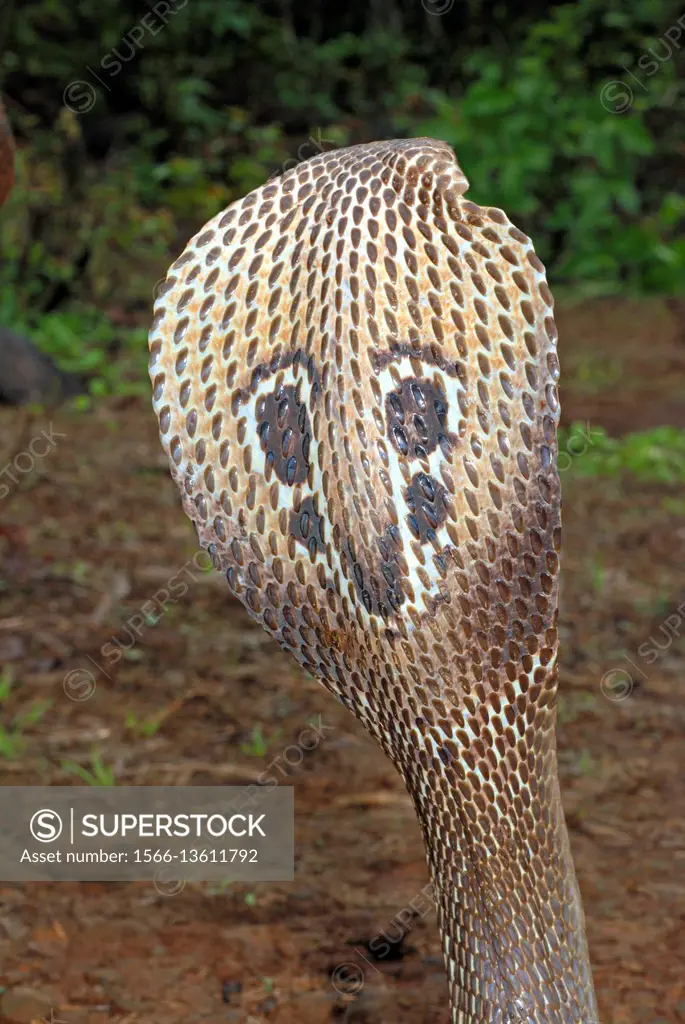 Indian or spectacled cobra (Naja naja) Naja is a genus of venomous elapid snakes. They are the most recognized, and most widespread group of snakes co...