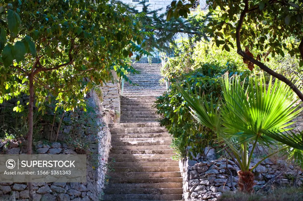 Steps and garden with a palm tree of a Country house, Korcula, Croatia.
