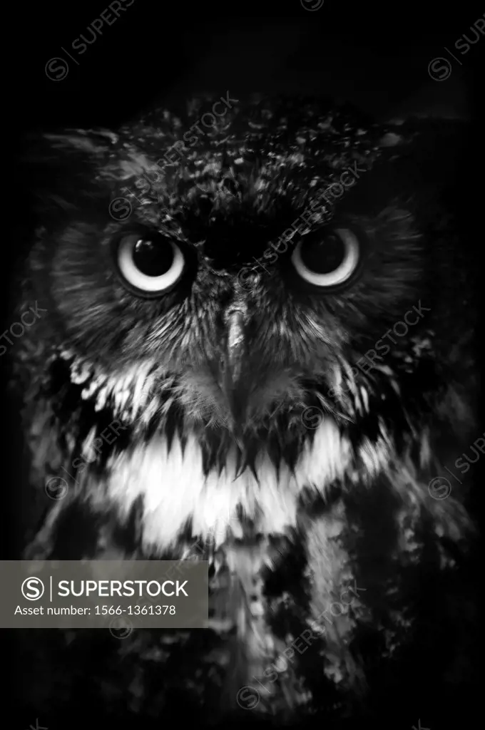 Great Horned Owl (Bubo virginianus).