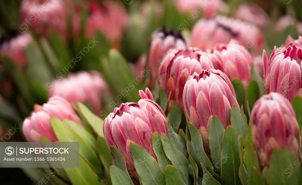Protea originates from South Africa.