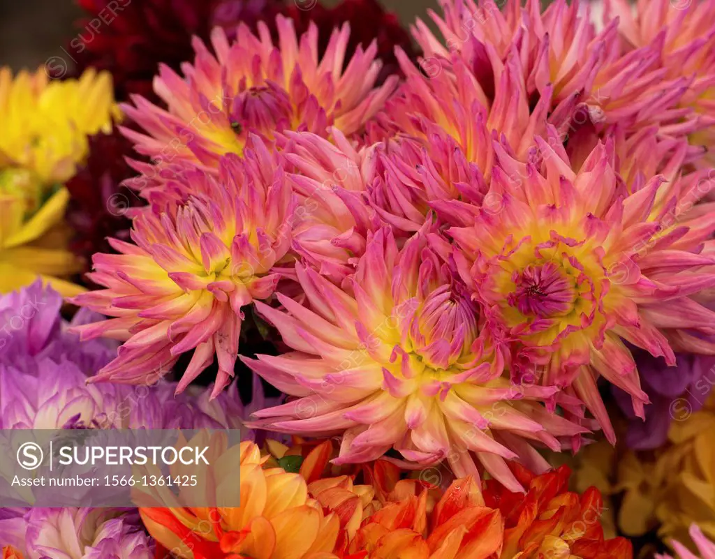 A dahlia's exotic beauty is all the more apparent in a close-up shot.