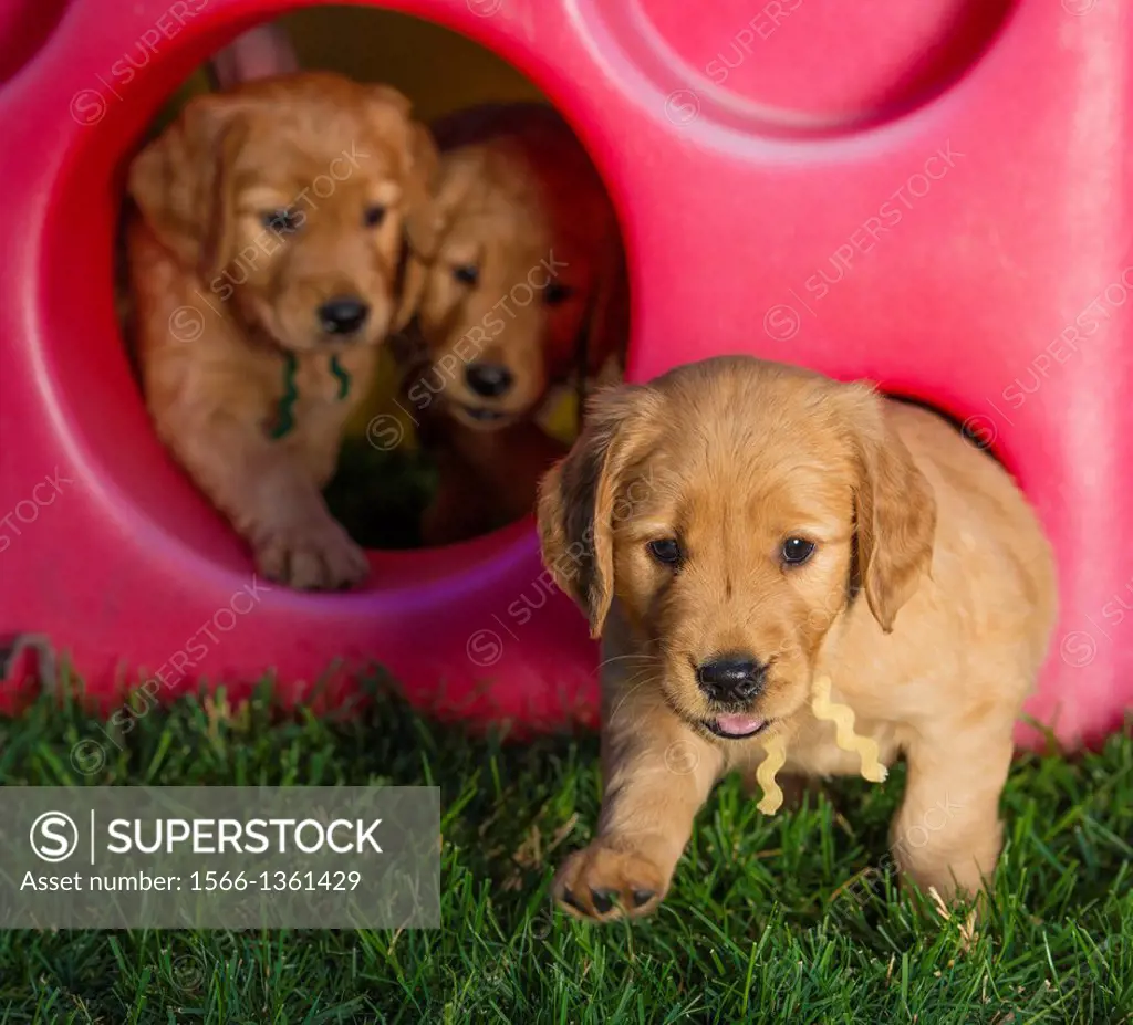 A golden retriever puppy charges out into a new world.