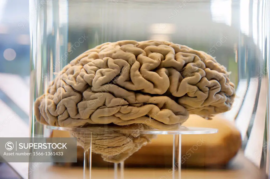 human brain in a Glas container filled with clear fluid, Neanderthal Museum in Mettmann, Germany.