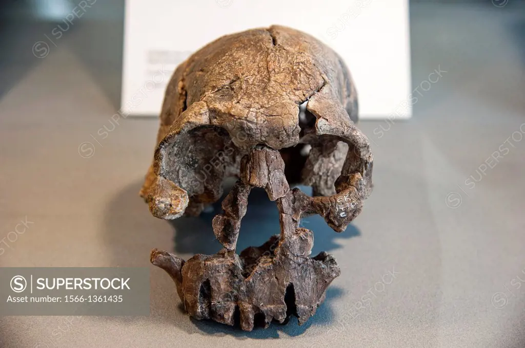 Copy of a Homo habilis skull, origin Koobi Fora, Kenya, from 2.4 to 1.8 million years old, in Neanderthal Museum, Mettmann, North Rhine-Westphalia, Ge...