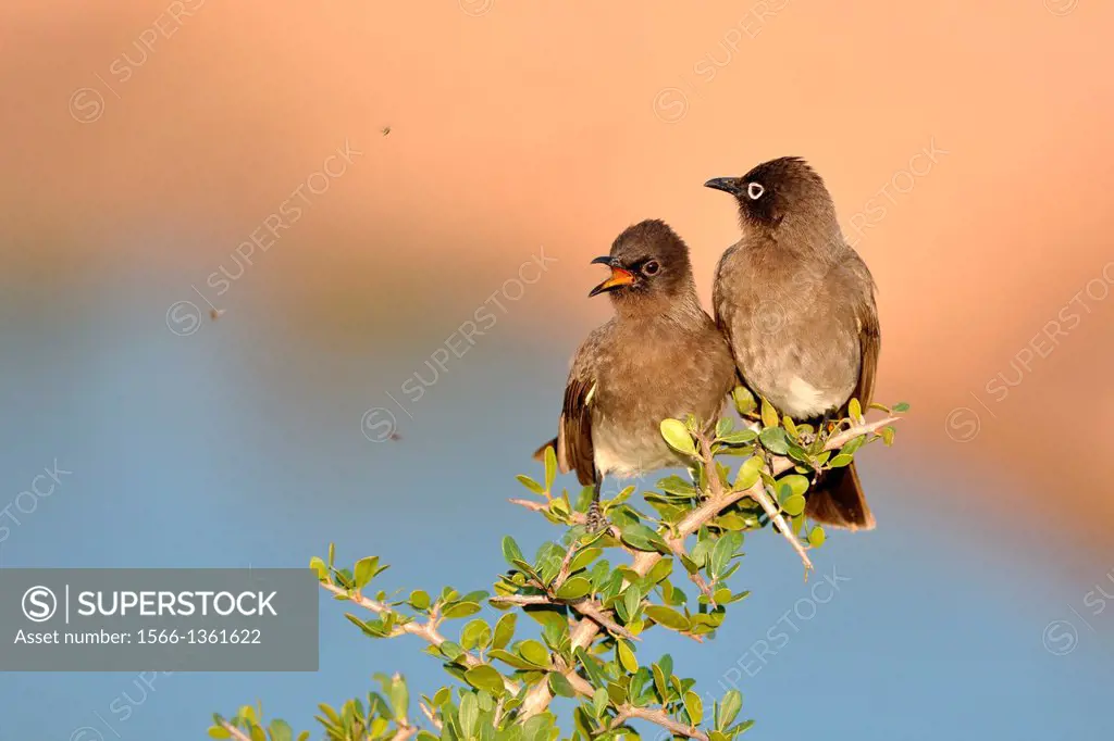 Two Cape Bulbuls (juvenile on the left), Pycnonotus capensis, Addo Elephant National Park, Eastern Cape, South Africa.