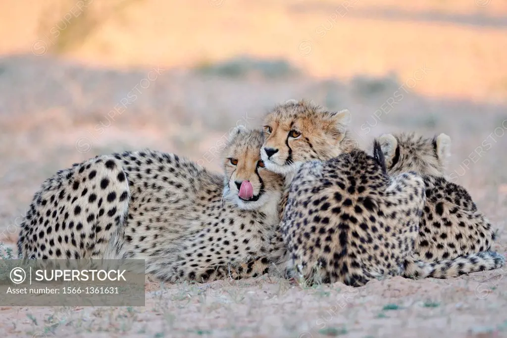 Two young cheetahs and their mother (on the left), Acinonyx jubatus, Kgalagadi Transfrontier Park, Northern Cape, South Africa.