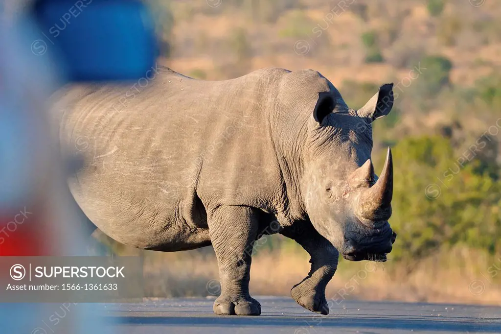 White rhinoceros, Ceratotherium simum, crossing the road, Kruger National Park, South Africa.