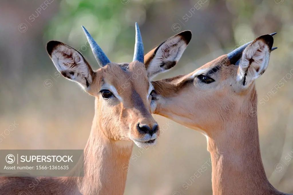Impalas (Aepyceros melampus), Kruger National Park, South Africa, Africa 