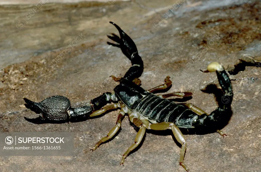 Black Scorpion from Borivali National Park, Mumbai.