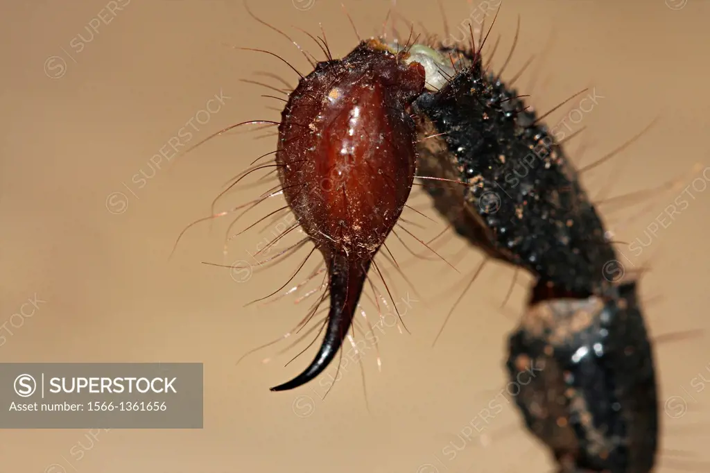 Heterometrus sp. Family SCORPIONIDAE. Giant forest scorpion. Sting.