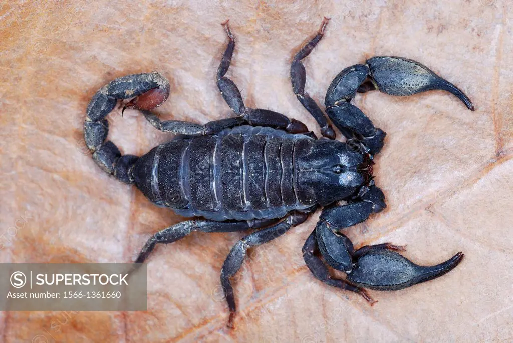 Scorpiops leptochirus Family : EUSCORPIONIDAE. A species restricted to the forests of NE India. RARE Probably the first colour image of this rare spec...