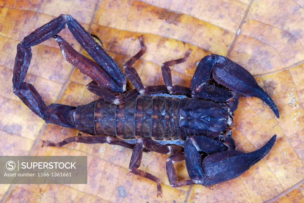 Chaerilus pictus Family : CHAERILIDAE Male. An extremely RARE species of scorpion. Restricted to the transhimalayan forests. Show significant sexual d...