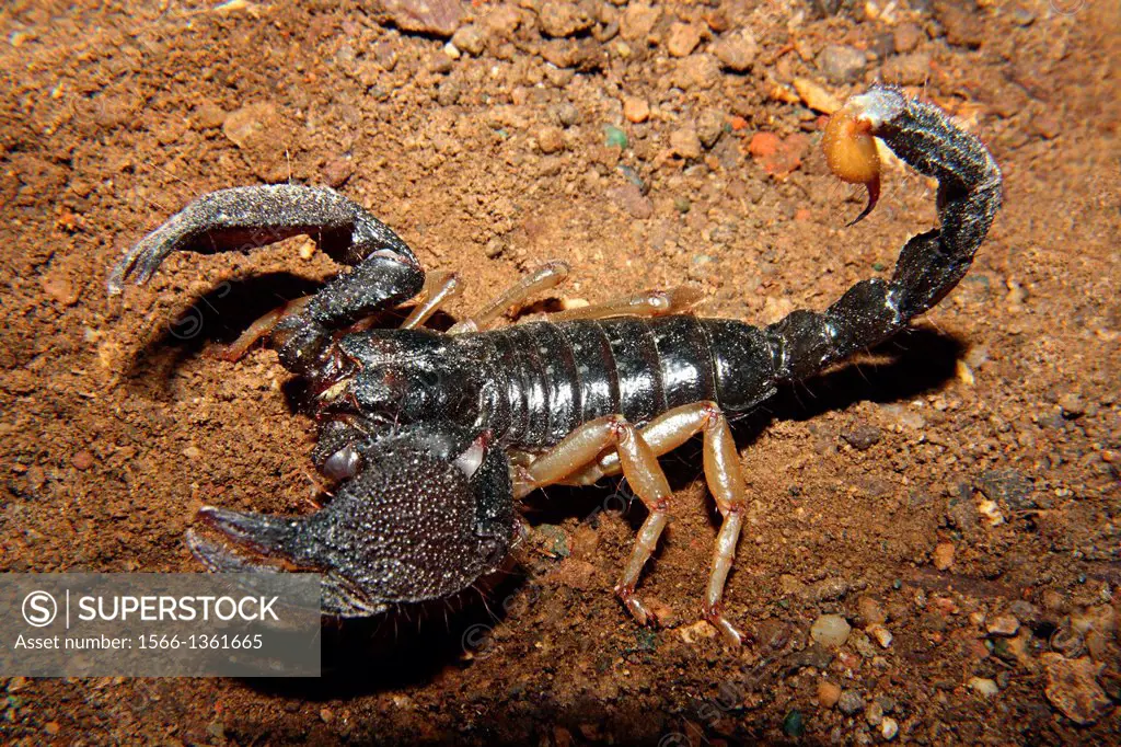 Heterometrus sp. Family SCORPIONIDAE. Giant forest scorpion Gautala Wildlife Sanctuary, Aurangabad, Maharashtra, INDIAHeterometrus sp. Family SCORPION...