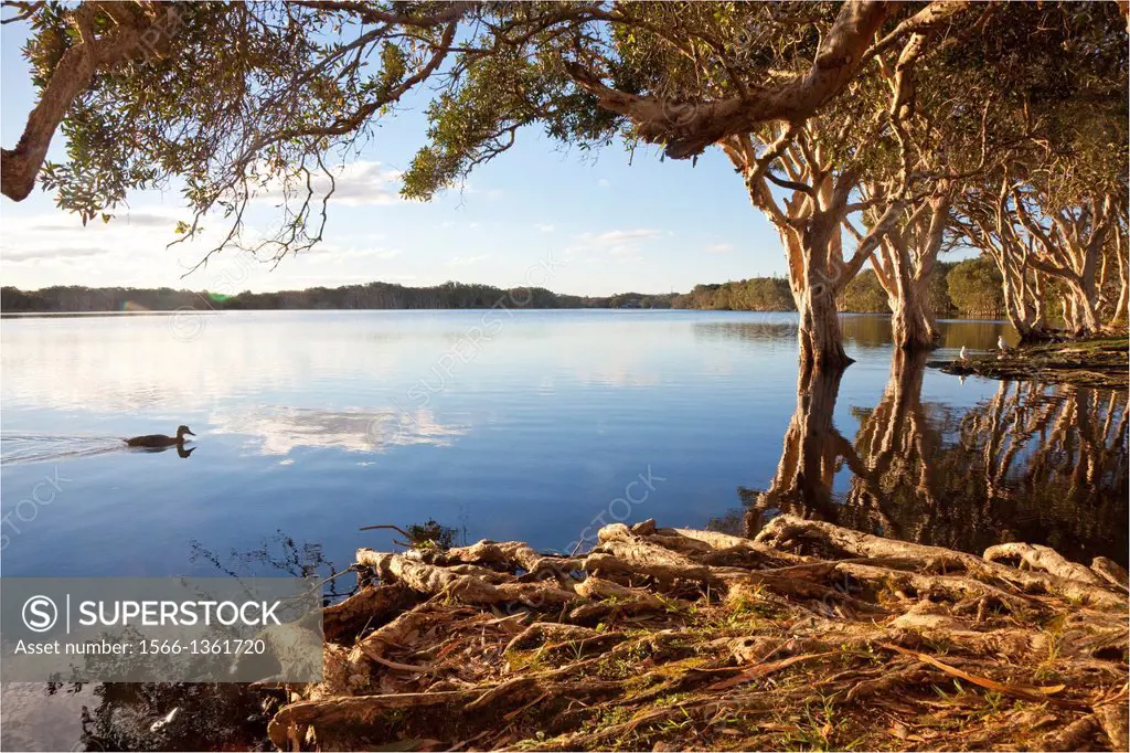 Lake Ainsworth, Lennox Head, NSW, Australia.
