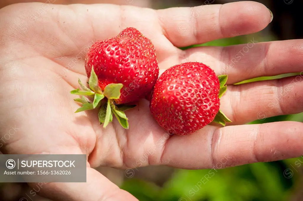 Hand holding 2 strawberries.