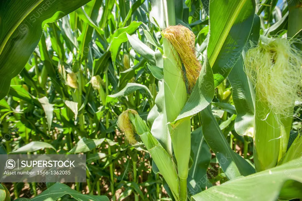 Corn plants.