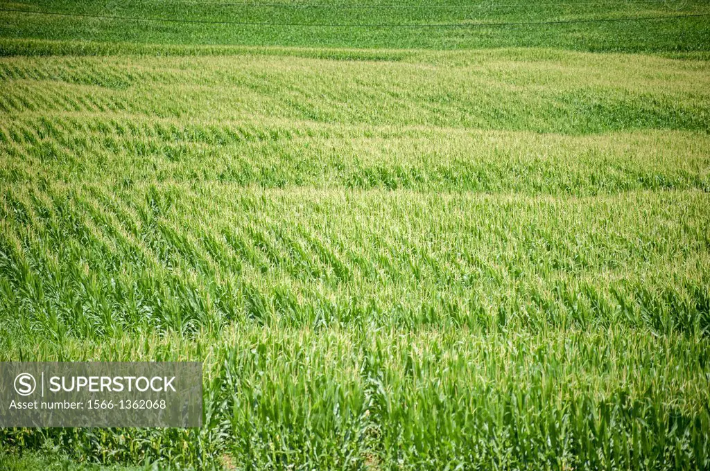 Corn field. Indiana Pennsylvania USA